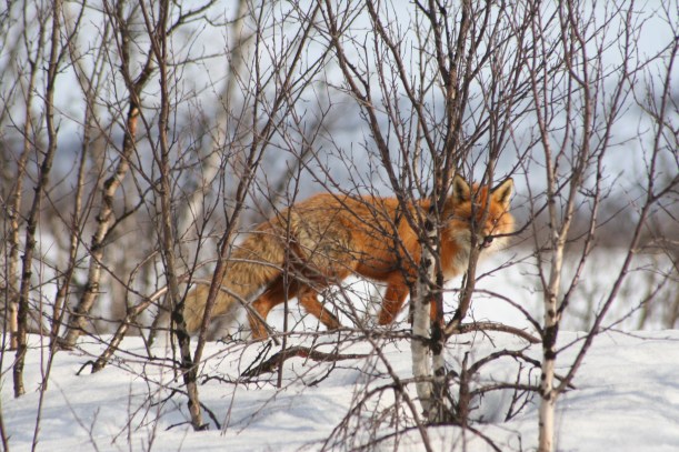 Możecie wyobrazić sobie proporcję liczby momentów, kiedy spotykałem lisy, renifery, orły i łosie - w porównaniu do momentów kiedy spotykając je, miałem akurat pod ręką włączony ciężki aparat z długą lufą, by strzelić taką fotę jak ta... Nie przyjechałem tam w końcu, by robić zdjęcia...